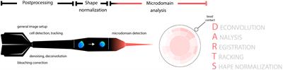DARTS: an open-source Python pipeline for Ca2+ microdomain analysis in live cell imaging data